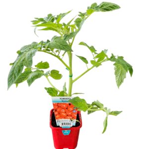 Tomato Roma 100mm RN