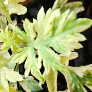 Mugwort Variegated 100mm