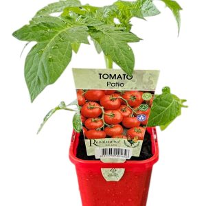 Tomato Patio 10 cm