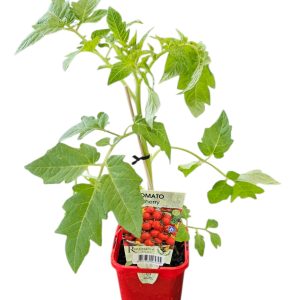 Tomato Cherry 100mm