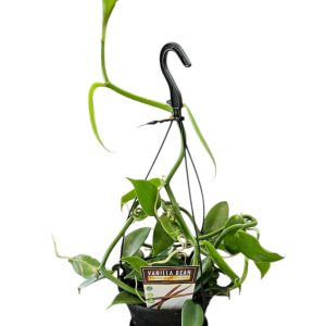 Vanilla Bean basket 120mm