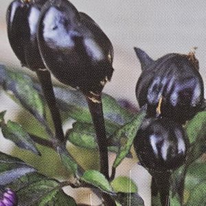 Chili Black Prince 100mm