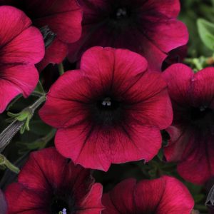 Easy Colour Petunia Spreading Burgundy 4 cell