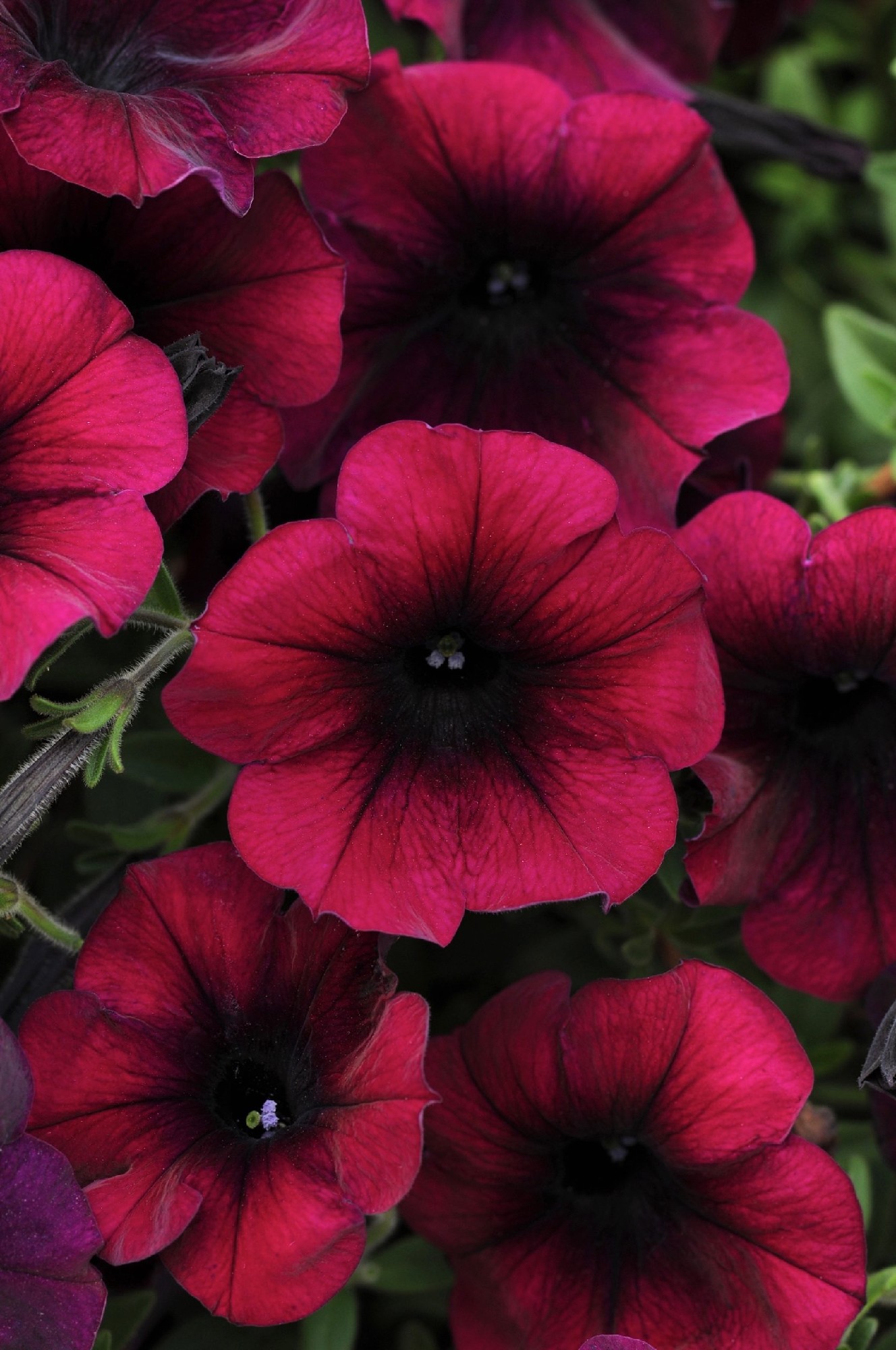 Easy Colour Petunia Spreading Burgundy 4 cell