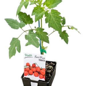 Tomato Truss Plum 125mm Plantex