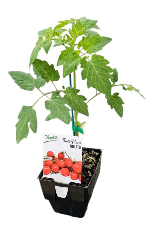 Tomato Truss Plum 125mm Plantex
