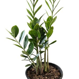 Zamioculcas Zanzibar Gem 200MM