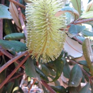BANKSIA INTEGRIFOLIA ROLLER COASTER 140MM