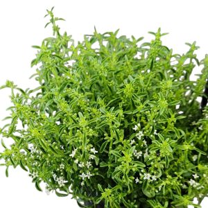 MENTHA BUSH PEPPERMINT 140MM