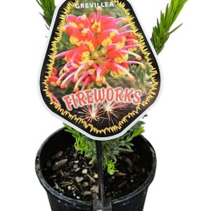 GREVILLEA FIREWORKS 140MM