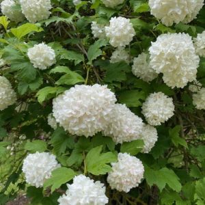 VIBURNUM OPULUS STERILE SnowBall Tree 150MM