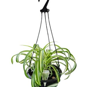 CHLOROPHYTUM COMOSUM RIBBON PLANT HB 270MM