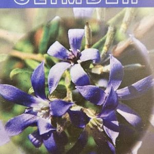 Billardiera variifolia Mt Brockman Climber 140mm