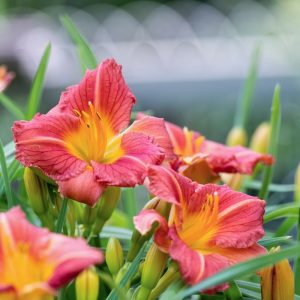 HEMEROCALLIS STELLA ROUGE 140MM