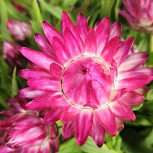 Bracteantha Pink Sapphires 140MM