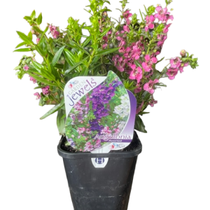 Angelonia Pink Bi-Colour 150MM