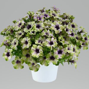 Petunia Plum Cockatoo 140mm