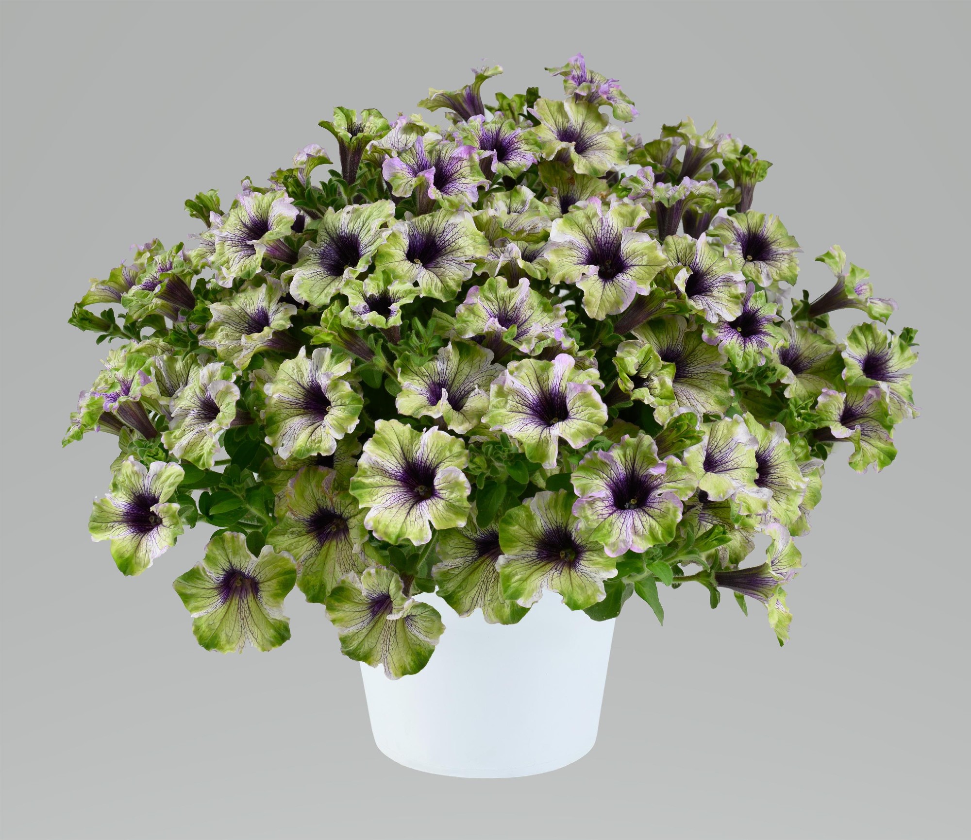 Petunia Plum Cockatoo 140mm