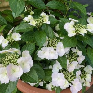 Hydrangea Runaway Bride 25cm