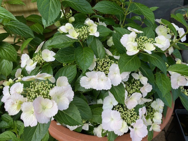 Hydrangea Runaway Bride 25cm