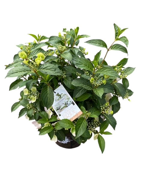 Hydrangea Runaway Bride 25cm