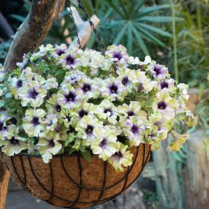 Petunia Plum Cockatoo Wire Bskt 40cm