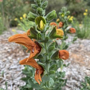 Salvia Green Ginger 150mm