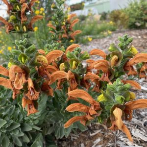 Salvia Green Ginger 200mm