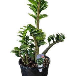 Zamioculcas Zanzibar Gem Dwarf 200mm