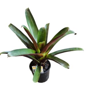 ALCANTAREA SILVER PLUM 200MM