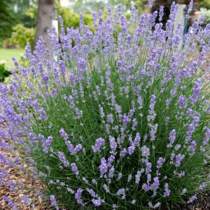 Lavender English Summer Sky 140mm