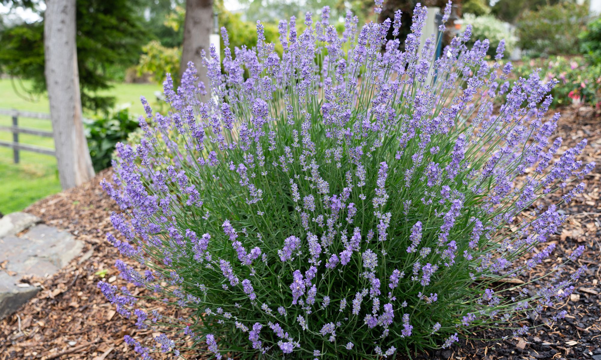 Lavender English Summer Sky 140mm