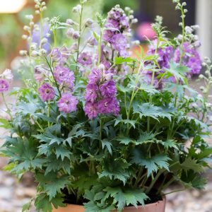 Delphinium Chantay 200mm