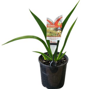 Anigozanthos Gold Velvet 140mm