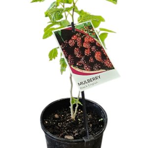 Morus nigra Black English Mulberry 140mm