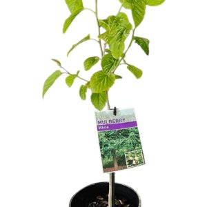Morus alba White Mulberry 140mm
