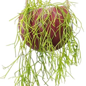 Rhipsalis Campos-Portoana Mistletoe Cactus 100mm