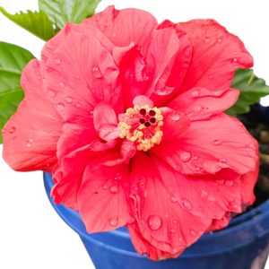 HIbiscus Sabrina 150mm