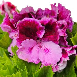 Pelargonium Regal Alexia 150mm