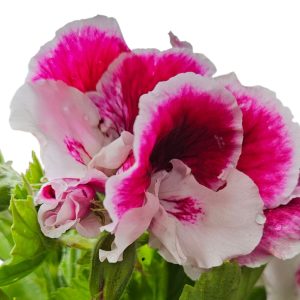 Pelargonium Regal Bravo 150mm