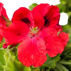 Pelargonium Regal Rosanna 150mm