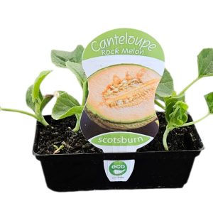 CANTALOUPE ROCKMELON