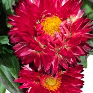 Bracteantha Dark Red 200mm
