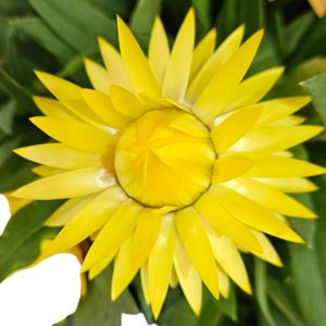 BRACTEANTHA YELLOW 200MM