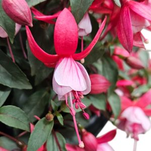 Fuchsia Bella Hilda Basket 270mm