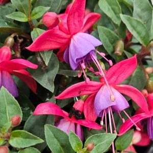 Fuchsia Bella Maria Basket 270mm