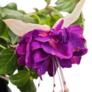 Fuchsia Pinto de Blue Basket 270mm