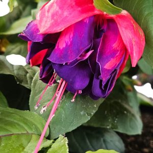 Fuchsia Voodoo Basket 270mm