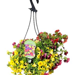 Calibrachoa Basket Orange Yellow Red 270mm