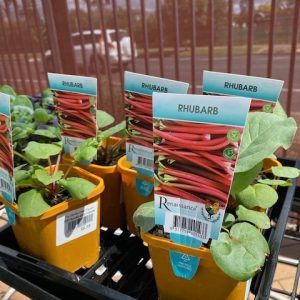 RHUBARB RED 100MM